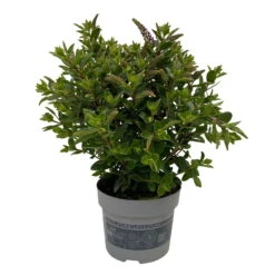 Hebe 'All Blooms®' Blau, Topf-Ø 12 Cm, 6er-Set -Die grüne Ecke 0690190099 Koelle Hebe All Blooms T12 blau 6er Set WS 6 95727