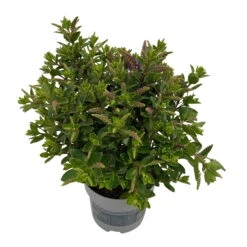 Hebe 'All Blooms®' Blau, Topf-Ø 12 Cm, 6er-Set -Die grüne Ecke 0690190099 Koelle Hebe All Blooms T12 blau 6er Set WS 7 95728