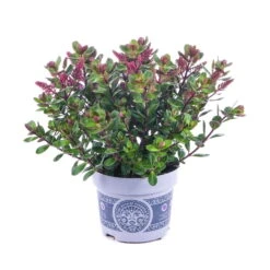 Hebe 'All Blooms®' Lila, Topf-Ø 12 Cm, 3er-Set -Die grüne Ecke 0690190100 Koelle Hebe All Blooms T12 lila 6er Set WS 10 95623 1