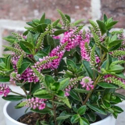 Hebe 'All Blooms®' Lila, Topf-Ø 12 Cm, 3er-Set -Die grüne Ecke 0690190100 Koelle Hebe All Blooms T12 lila 6er Set WS 1 95618 1