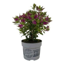 Hebe 'All Blooms®' Lila, Topf-Ø 12 Cm, 6er-Set -Die grüne Ecke 0690190100 Koelle Hebe All Blooms T12 lila 6er Set WS 2 95730