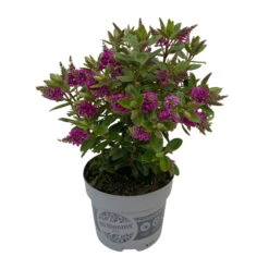 Hebe 'All Blooms®' Lila, Topf-Ø 12 Cm, 6er-Set -Die grüne Ecke 0690190100 Koelle Hebe All Blooms T12 lila 6er Set WS 3 95731