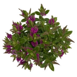 Hebe 'All Blooms®' Lila, Topf-Ø 12 Cm, 6er-Set -Die grüne Ecke 0690190100 Koelle Hebe All Blooms T12 lila 6er Set WS 5 95732