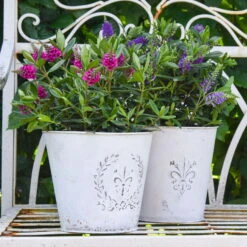 Hebe 'All Blooms®' Lila, Topf-Ø 12 Cm, 6er-Set -Die grüne Ecke 0690190100 Koelle Hebe All Blooms T12 lila 6er Set WS 6 95620