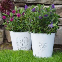 Hebe 'All Blooms®' Lila, Topf-Ø 12 Cm, 6er-Set -Die grüne Ecke 0690190100 Koelle Hebe All Blooms T12 lila 6er Set WS 7 95619