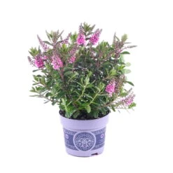 Hebe 'All Blooms®' Lila, Topf-Ø 12 Cm, 6er-Set -Die grüne Ecke 0690190100 Koelle Hebe All Blooms T12 lila 6er Set WS 8 95622