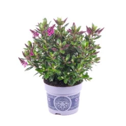 Hebe 'All Blooms®' Lila, Topf-Ø 12 Cm, 3er-Set -Die grüne Ecke 0690190100 Koelle Hebe All Blooms T12 lila 6er Set WS 9 95621 1