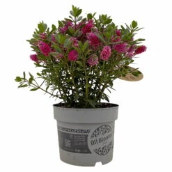 Hebe 'All Blooms®' Rot, Topf 17 Cm Ø -Die grüne Ecke 0690190101 Hebe All Blooms T17 rot 1 114189