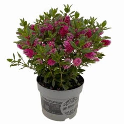 Hebe 'All Blooms®' Rot, Topf 17 Cm Ø -Die grüne Ecke 0690190101 Hebe All Blooms T17 rot 3 114190