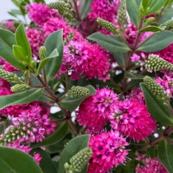 Hebe 'All Blooms®' Rot, Topf 17 Cm Ø -Die grüne Ecke 0690190101 Hebe All Blooms T17 rot 4 114152