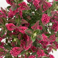 Hebe 'All Blooms®', Farbe Zufällig, Topf-Ø 17 Cm -Die grüne Ecke 0690190101 Koelle Hebe All Blooms T17 rot 7 112385 1