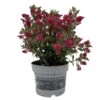 Hebe 'All Blooms®' Rot, Topf 17 Cm Ø -Die grüne Ecke 0690190101 Koelle Hebe All Blooms T17 rot 1 112508