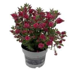 Hebe 'All Blooms®' Rot, Topf 17 Cm Ø -Die grüne Ecke 0690190101 Koelle Hebe All Blooms T17 rot 2 112509