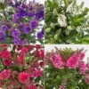 Hebe 'All Blooms®', Farbe Zufällig, Topf-Ø 17 Cm -Die grüne Ecke 0690190102 Koelle Hebe All Blooms Farbe nach Verfuegbarkeit 112401