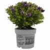 Hebe 'All Blooms®' Blau, Topf-Ø 17 Cm
