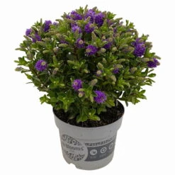 Hebe 'All Blooms®' Blau, Topf-Ø 17 Cm -Die grüne Ecke 0690190103 Hebe All Blooms T17 blau 3 114192