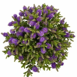 Hebe 'All Blooms®' Blau, Topf-Ø 17 Cm -Die grüne Ecke 0690190103 Hebe All Blooms T17 blau 6 114193