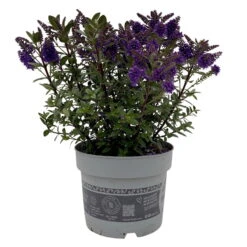 Hebe 'All Blooms®' Blau, Topf-Ø 17 Cm -Die grüne Ecke 0690190103 Koelle Hebe All Blooms T17 blau 1 112511