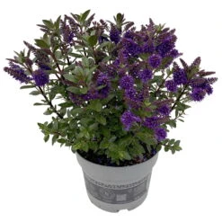 Hebe 'All Blooms®' Blau, Topf-Ø 17 Cm -Die grüne Ecke 0690190103 Koelle Hebe All Blooms T17 blau 2 112512