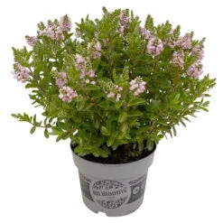 Hebe 'All Blooms®' Rosa, Topf-Ø 17 Cm -Die grüne Ecke 0690190104 Hebe All Blooms T17 rosa 3 114195