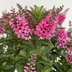 Hebe 'All Blooms®', Farbe Zufällig, Topf-Ø 17 Cm -Die grüne Ecke 0690190104 Koelle Hebe All Blooms T17 rosa 5 112389