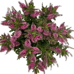 Hebe 'All Blooms®' Rosa, Topf-Ø 17 Cm -Die grüne Ecke 0690190104 Koelle Hebe All Blooms T17 rosa 6 112515