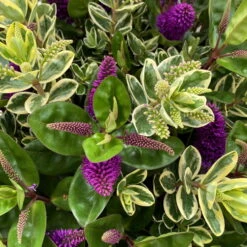 Hebe 'Duo Twin' Bunt, Topf-Ø 23 Cm -Die grüne Ecke 0690190117 Koelle Hebe Duo Twin T23 zweifarbig WS 2 95912