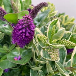 Hebe 'Duo Twin' Bunt, Topf-Ø 23 Cm -Die grüne Ecke 0690190117 Koelle Hebe Duo Twin T23 zweifarbig WS 6 95910