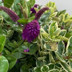 Hebe 'Duo Twin' Bunt, Topf-Ø 23 Cm -Die grüne Ecke 0690190117 Koelle Hebe Duo Twin T23 zweifarbig WS 7 95911