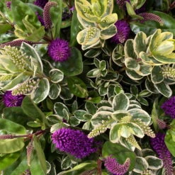 Hebe 'Duo Twin' Bunt, Topf-Ø 23 Cm -Die grüne Ecke 0690190117 Koelle Hebe Duo Twin T23 zweifarbig WS 8 95913