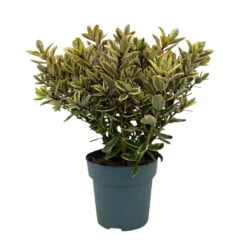 Hebe Buntlaubig, Topf-Ø 15 Cm, 3er-Set -Die grüne Ecke 0690190129 Koelle Hebe Tricolor T15 buntlaubig 3er Set WS 1 95991