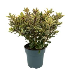 Hebe Buntlaubig, Topf-Ø 15 Cm, 3er-Set -Die grüne Ecke 0690190129 Koelle Hebe Tricolor T15 buntlaubig 3er Set WS 2 95990