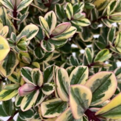 Hebe Buntlaubig, Topf-Ø 12 Cm, 3er-Set -Die grüne Ecke 0690190129 Koelle Hebe Tricolor T15 buntlaubig 3er Set WS 3 95908 1