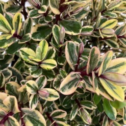 Hebe Buntlaubig, Topf-Ø 12 Cm, 3er-Set -Die grüne Ecke 0690190129 Koelle Hebe Tricolor T15 buntlaubig 3er Set WS 4 95907 1