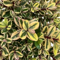 Hebe Buntlaubig, Topf-Ø 12 Cm, 3er-Set -Die grüne Ecke 0690190129 Koelle Hebe Tricolor T15 buntlaubig 3er Set WS 5 95906 1