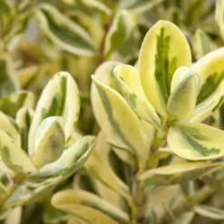 Hebe Buntlaubig, Sorte Nach Verfügbarkeit, Topf-Ø 12 Cm, 3er-Set -Die grüne Ecke 0690190135 Hebe buntlaubig Katrina 3er Set 1 96686