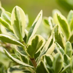 Hebe Buntlaubig, Sorte Nach Verfügbarkeit, Topf-Ø 12 Cm, 3er-Set -Die grüne Ecke 0690190135 Hebe buntlaubig Katrina 3er Set 2 96687