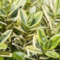 Hebe Buntlaubig, Sorte Nach Verfügbarkeit, Topf-Ø 12 Cm, 3er-Set -Die grüne Ecke 0690190135 Hebe buntlaubig Katrina 3er Set 3 96688