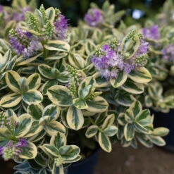 Hebe Buntlaubig, Sorte Nach Verfügbarkeit, Topf-Ø 12 Cm, 3er-Set -Die grüne Ecke 0690190135 Hebe buntlaubig Katrina 3er Set 4 96689