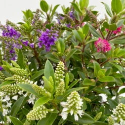 Hebe 'All Blooms®' Trio Rot-weiß-blau, Topf 17 Cm Ø -Die grüne Ecke 0690190153 Hebe All Blooms Trio T17 3 Farben pro Topf 10 114004