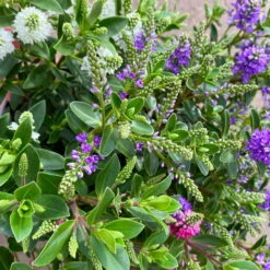 Hebe 'All Blooms®' Trio Rot-weiß-blau, Topf 17 Cm Ø -Die grüne Ecke 0690190153 Hebe All Blooms Trio T17 3 Farben pro Topf 5 114005