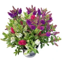 Hebe 'All Blooms®' Trio Rot-weiß-blau, Topf 17 Cm Ø -Die grüne Ecke 0690190153 Koelle Hebe All Blooms Trio 3 Farben pro Topf 1 112869