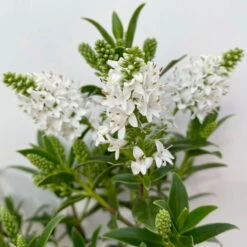 Hebe 'All Blooms®' Weiß, Topf-Ø 10,5 Cm, 6er-Set -Die grüne Ecke 0690190155 Hebe All Blooms weiss 6er Set 3 114006