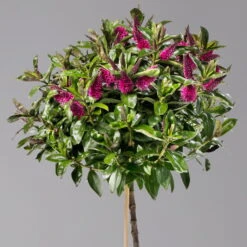 Hebe Addenda® Lila, Stämmchen, Topf-Ø 17 Cm, Höhe Ca. 60 Cm -Die grüne Ecke 0690190217 Hebe Addenda Stamm T17 Nikka lila H60cm 2 126854