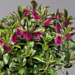 Hebe Addenda® Lila, Stämmchen, Topf-Ø 17 Cm, Höhe Ca. 60 Cm -Die grüne Ecke 0690190217 Hebe Addenda Stamm T17 Nikka lila H60cm 3 126855