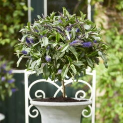 Strauchveronika Granda® Blau, Stämmchen, Topf-Ø 17 Cm, Höhe Ca. 60 Cm -Die grüne Ecke 0690190218 Hebe Granda Stamm T17 blau H60cm ca 35cm 3 126859