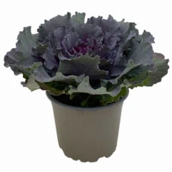 Zierkohl Grün-lila. Glatt, Topf-Ø 12 Cm, 6er-Set -Die grüne Ecke 0690210034 Brassica oleracea T12 Zierkohl glatt lila 6er Set 2 115346