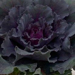 Zierkohl Grün-lila. Glatt, Topf-Ø 12 Cm, 6er-Set -Die grüne Ecke 0690210034 Brassica oleracea T12 Zierkohl glatt lila 6er Set 3 115253