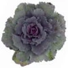 Zierkohl Grün-lila. Glatt, Topf-Ø 12 Cm, 6er-Set -Die grüne Ecke 0690210034 Brassica oleracea T12 Zierkohl glatt lila 6er Set 4 115347