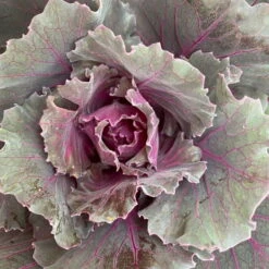 Zierkohl Grün-lila. Glatt, Topf-Ø 12 Cm, 6er-Set -Die grüne Ecke 0690210034 Brassica oleracea T12 Zierkohl glatt lila 6er Set 5 115255